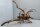 Spiderwood Aquarienwurzel Moorwurzel SR16 ca 22x42x20cm