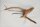 Spiderwood Aquarienwurzel Moorwurzel SR37 ca 40x20x28 cm