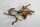 Talawa wood Teawood Aquarienwurzel TR1 ca 28x21x15 cm