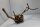Talawa wood Teawood Aquarienwurzel TR7 39x15x20 cm