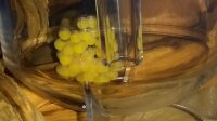 Ziss Aqua Egg Tumbler ZET-65 - Inkubator f&uuml;r Fischgelege im Aquarium