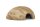 Igluh&ouml;hle oval Eiform f&uuml;r Dornaugen, kleine Welse oder Apistogramma ca. 7x10 cm