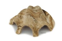 Igluh&ouml;hle aus Ton Tridacna - M&ouml;rdermuschel - kleinere Eing&auml;nge