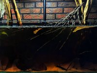 Kokosrispe als Aquarienwurzel f&uuml;r Biotopaquaristik