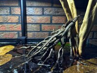 Kokosrispe als Aquarienwurzel f&uuml;r Biotopaquaristik