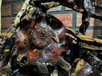 Kokosrispe als Aquarienwurzel f&uuml;r Biotopaquaristik