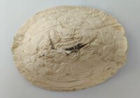 AquaKeramik Turtle-Iglu Schildkr&ouml;teniglu Morla aus Ton Surprise