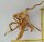 Spiderwood Aquarienwurzel Moorwurzel SR4 ca. 55x35x21 cm