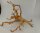 Spiderwood Aquarienwurzel Moorwurzel SR9 ca. 45x38x26 cm
