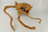 Spiderwood Aquarienwurzel Moorwurzel SR10 ca. 44x37x22 cm