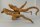 Spiderwood Aquarienwurzel Moorwurzel SR10 ca. 44x37x22 cm