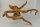 Spiderwood Aquarienwurzel Moorwurzel SR10 ca. 44x37x22 cm