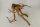 Spiderwood Aquarienwurzel Moorwurzel SR55 ca. 45x42x27 cm