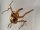Spiderwood Aquarienwurzel Moorwurzel SR55 ca. 45x42x27 cm