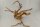 Spiderwood Aquarienwurzel Moorwurzel SR55 ca. 45x42x27 cm