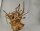 Spiderwood Aquarienwurzel Moorwurzel SR56 ca. 36x40x24 cm