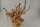 Spiderwood Aquarienwurzel Moorwurzel SR56 ca. 36x40x24 cm