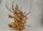 Spiderwood Aquarienwurzel Moorwurzel SR56 ca. 36x40x24 cm