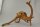 Spiderwood Aquarienwurzel Moorwurzel SR57 ca. 45x35x27 cm
