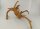 Spiderwood Aquarienwurzel Moorwurzel SR57 ca. 45x35x27 cm