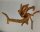 Spiderwood Aquarienwurzel Moorwurzel SR57 ca. 45x35x27 cm