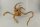 Spiderwood Aquarienwurzel Moorwurzel SR58 ca. 41x40x23 cm