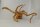 Spiderwood Aquarienwurzel Moorwurzel SR58 ca. 41x40x23 cm