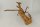 Spiderwood Aquarienwurzel Moorwurzel SR62 ca. 40x33x21 cm