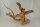 Spiderwood Aquarienwurzel Moorwurzel SR63 ca. 43x36x23 cm