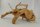Spiderwood Aquarienwurzel Moorwurzel SR63 ca. 43x36x23 cm
