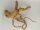 Spiderwood Aquarienwurzel Moorwurzel SR63 ca. 43x36x23 cm