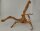 Spiderwood Aquarienwurzel Moorwurzel SR64 ca. 43x33x31 cm