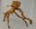 Spiderwood Aquarienwurzel Moorwurzel SR64 ca. 43x33x31 cm