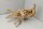 Spiderwood Aquarienwurzel Moorwurzel SR72 ca. 42x38x25 cm