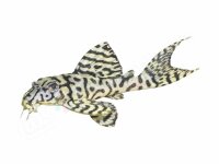 Aufkleber Hypancistrus sp. L 236 "Yellow"