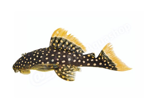 Aufkleber Baryancistrus xanthellus L 18