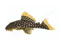 Aufkleber Baryancistrus xanthellus L 18
