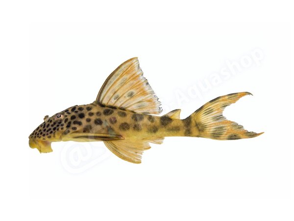 Aufkleber Peckoltia sabaji L 75