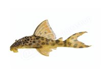 Aufkleber Peckoltia sabaji L 75