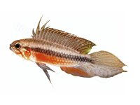 Aufkleber Apistogramma elisabethae