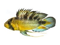 Aufkleber Apistogramma rositae