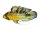 Aufkleber Apistogramma rositae