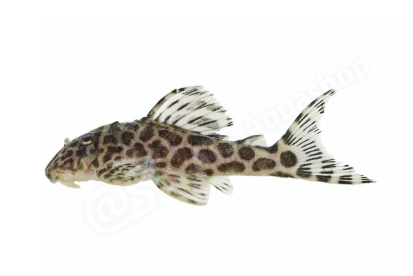Aufkleber Hypancistrus sp. L 174