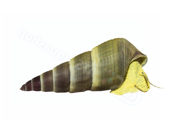 Aufkleber Tylomelania sp. &ldquo;Yellow&rdquo;