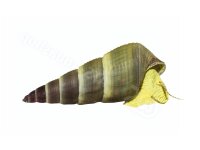 Aufkleber Tylomelania sp. &ldquo;Yellow&rdquo;