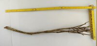 Talawa wood Teawood Aquarienwurzel TB8 ca. 58 cm