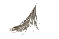 Palmblatt Palmwedel f&uuml;r Biotoaquaristik