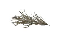 Palmblatt Palmwedel f&uuml;r Biotoaquaristik