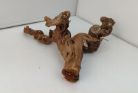 Aquarienwurzel Weinrebe WR6