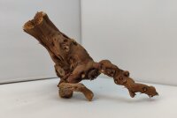 Aquarienwurzel Weinrebe WR6